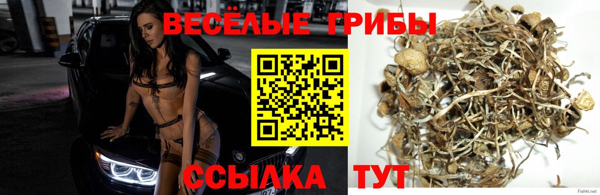 Галлюциногенные грибы мухоморы Долгопрудный